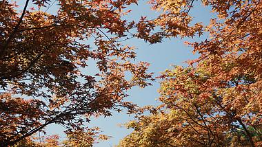 4k蓝天下唯美红枫叶自然空镜秋天风景视频的预览图
