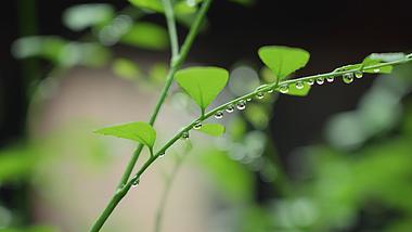 4k雨天植物上的水滴水珠空镜自然风景视频的预览图