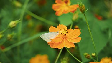 4k花朵上的蝴蝶唯美空镜自然风光视频的预览图