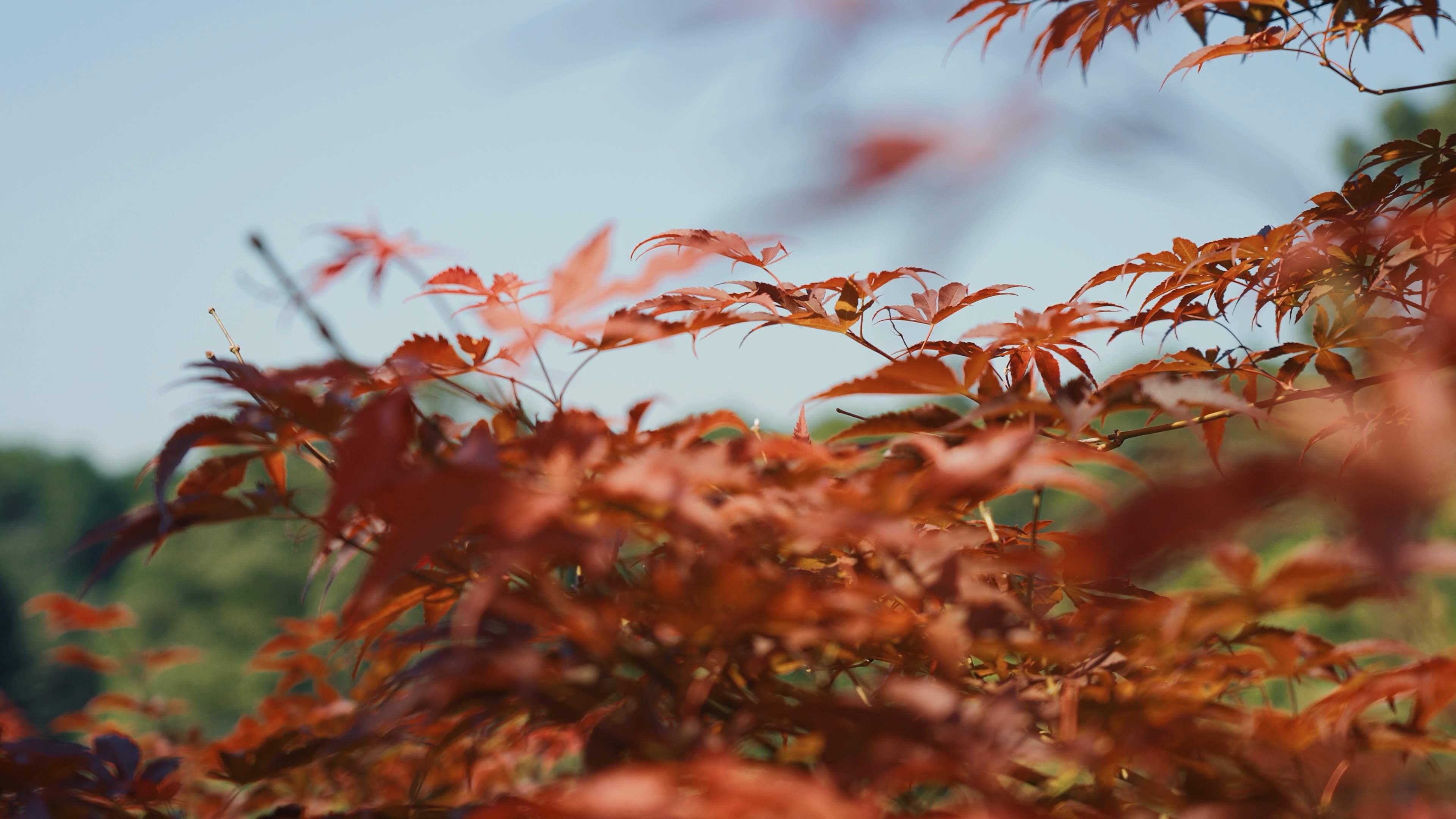4k随风飘动的红枫叶唯美空镜秋天风景视频的预览图