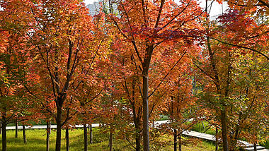 4K实拍秋季夕阳下的红叶枫树林落叶空镜视频的预览图