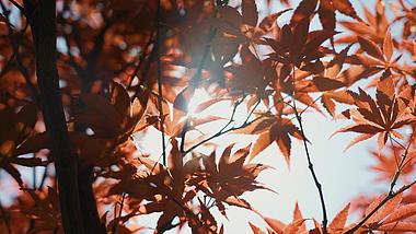 4k阳光穿过红枫叶唯美空镜秋天风景视频的预览图