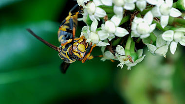 4K拍摄和马蜂长脚黄蜂采花采蜜实拍视频的预览图
