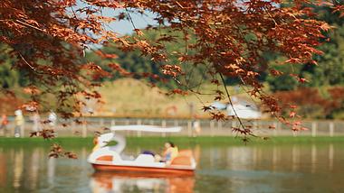 4k红枫叶公园湖中游船秋天风景人文意境视频的预览图