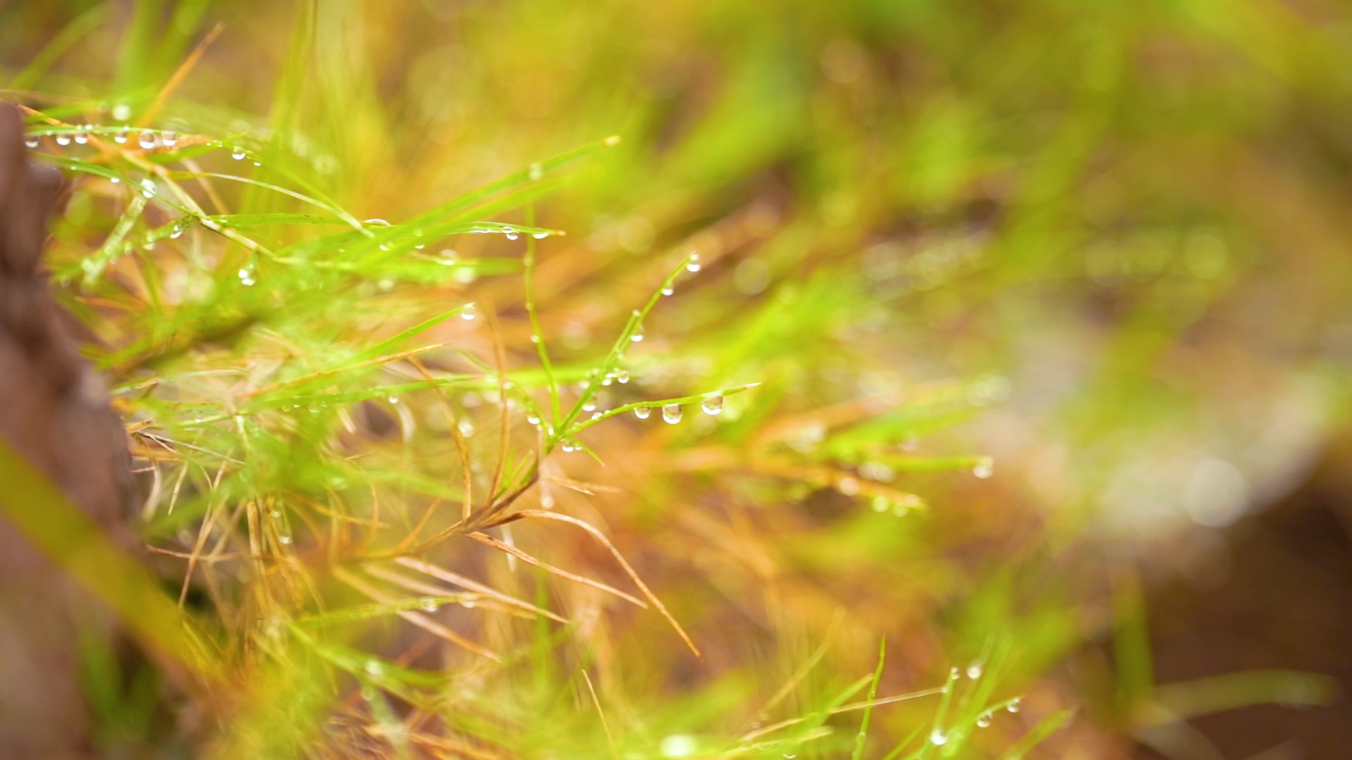4k实拍唯美小草上的露珠水滴意境视频的预览图