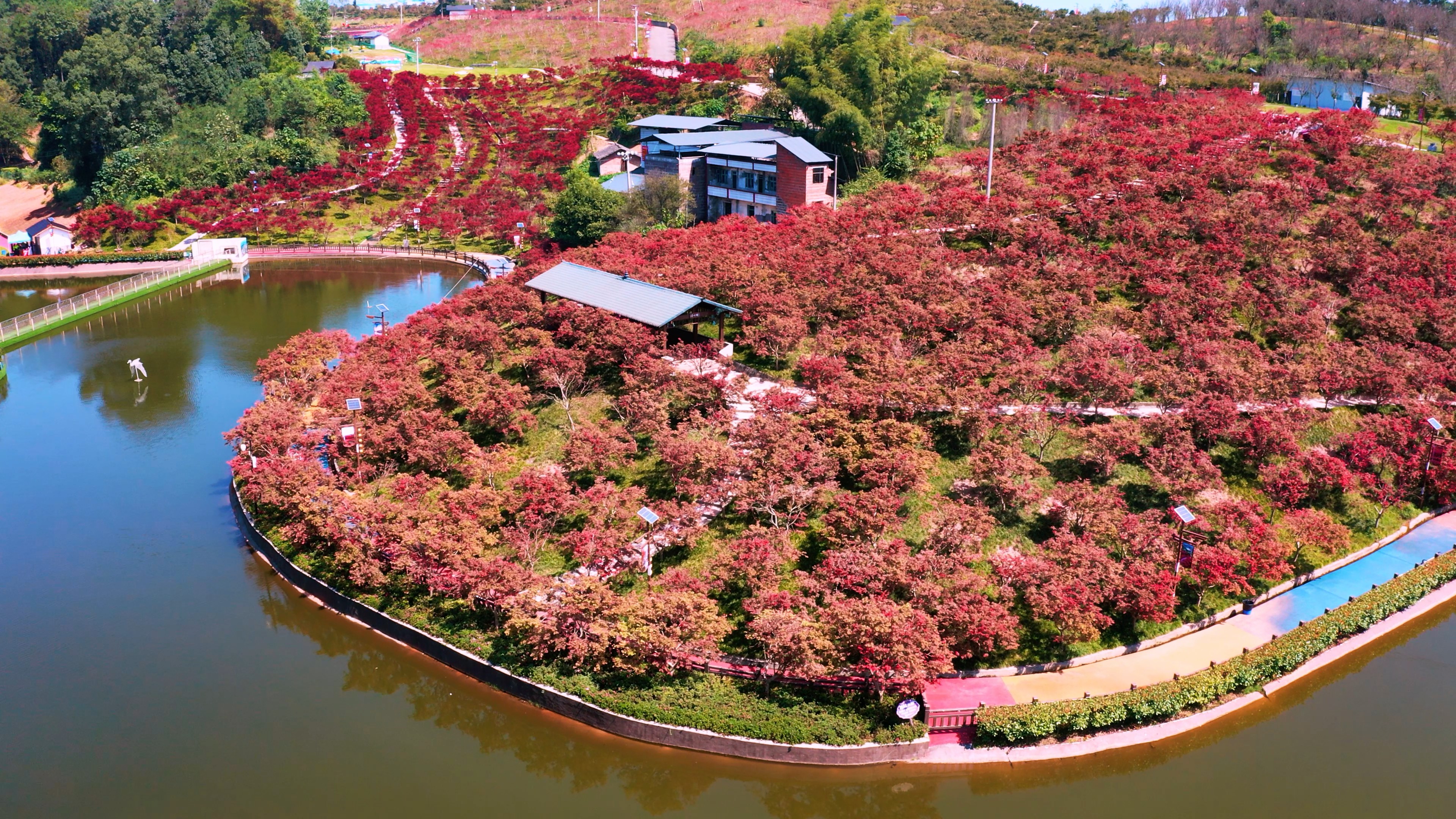 4k航拍红枫林植物公园秋天唯美自然风景视频的预览图