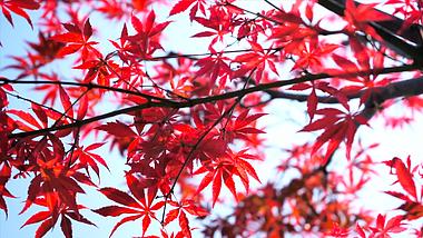 4K实拍秋天风景自然美景红色枫叶视频的预览图