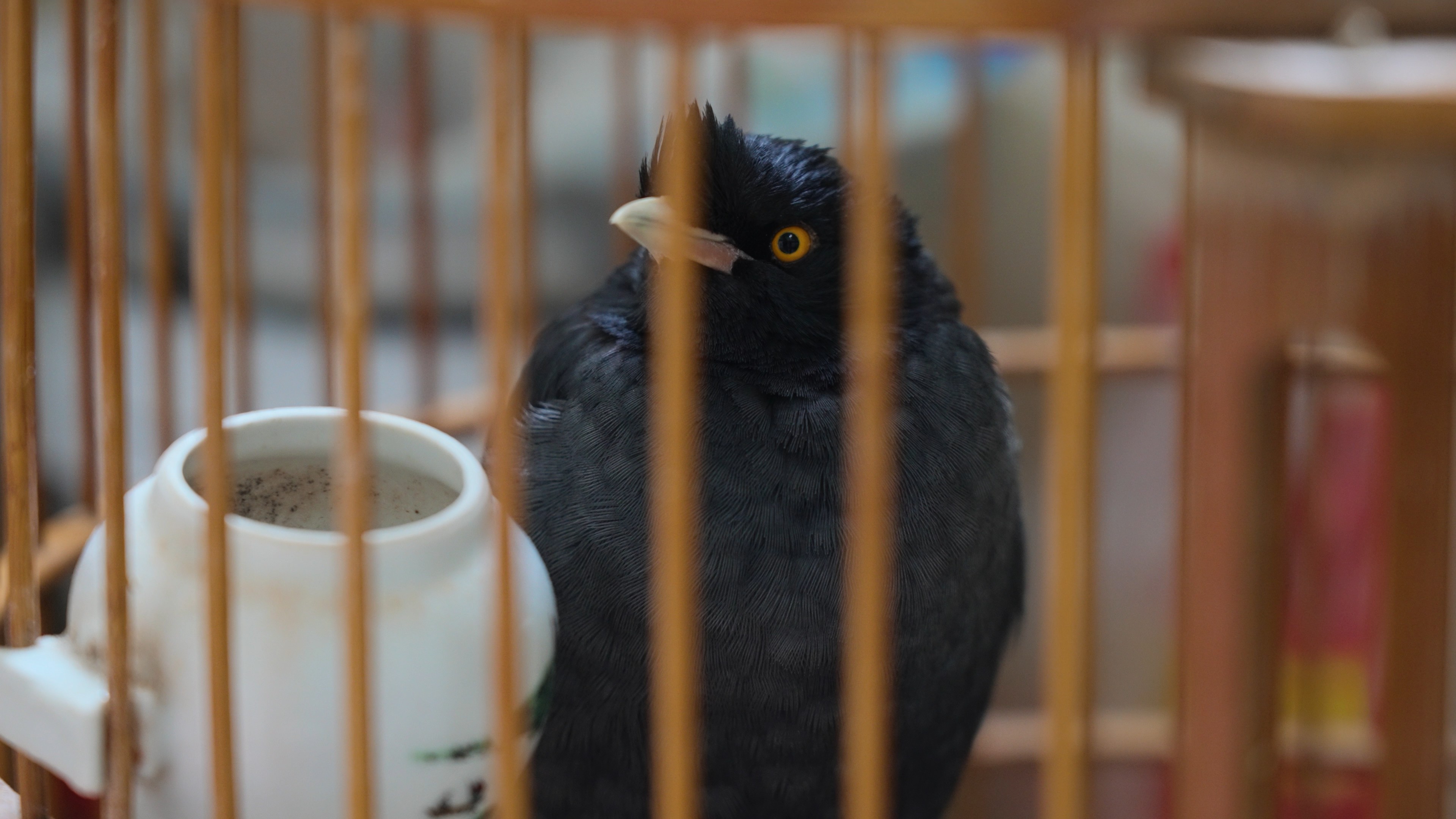 4k鸟笼里的八哥实拍小鸟鸟类动物视频的预览图