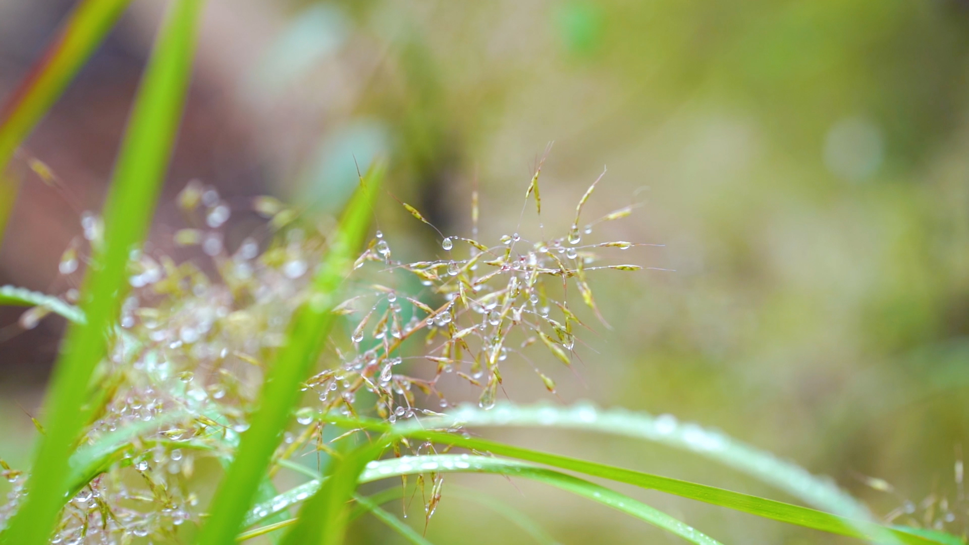 4k实拍唯美小草上的露珠小水珠风光视频的预览图