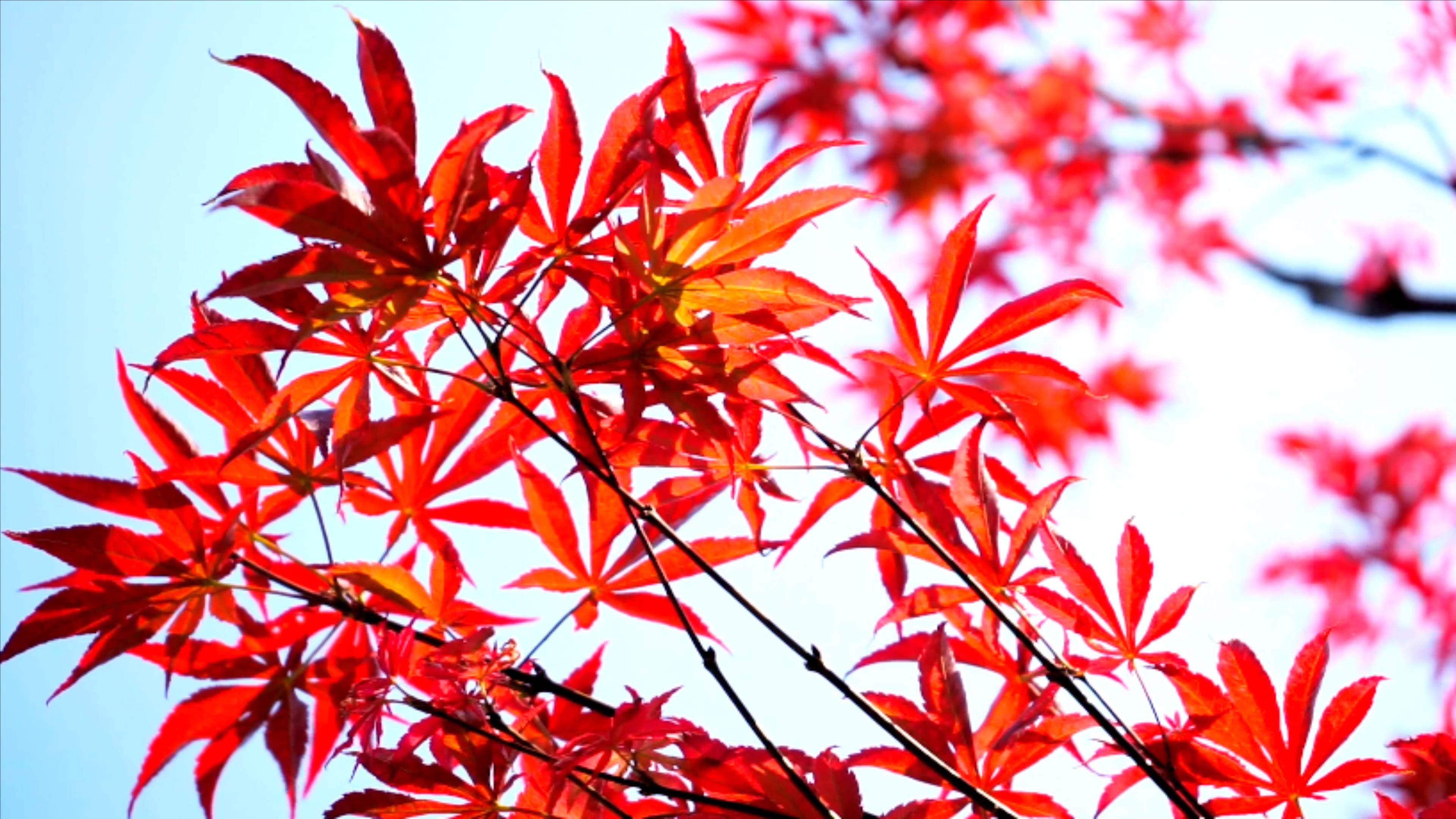 4K实拍自然风景秋天枫叶红了视频的预览图