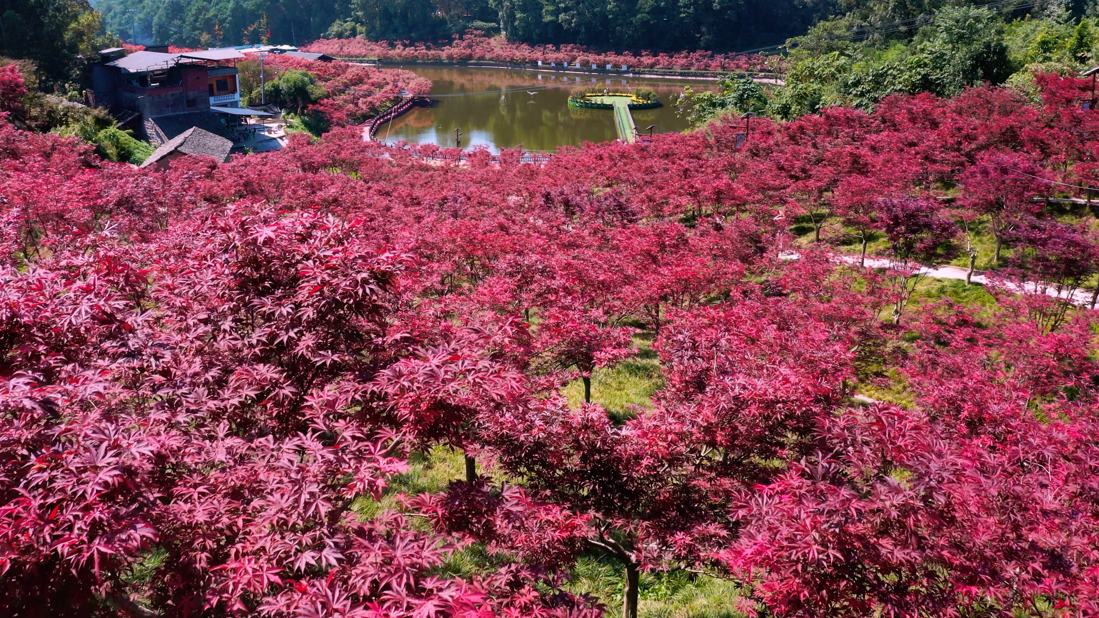 4k航拍红枫叶植物公园秋天风景视频的预览图