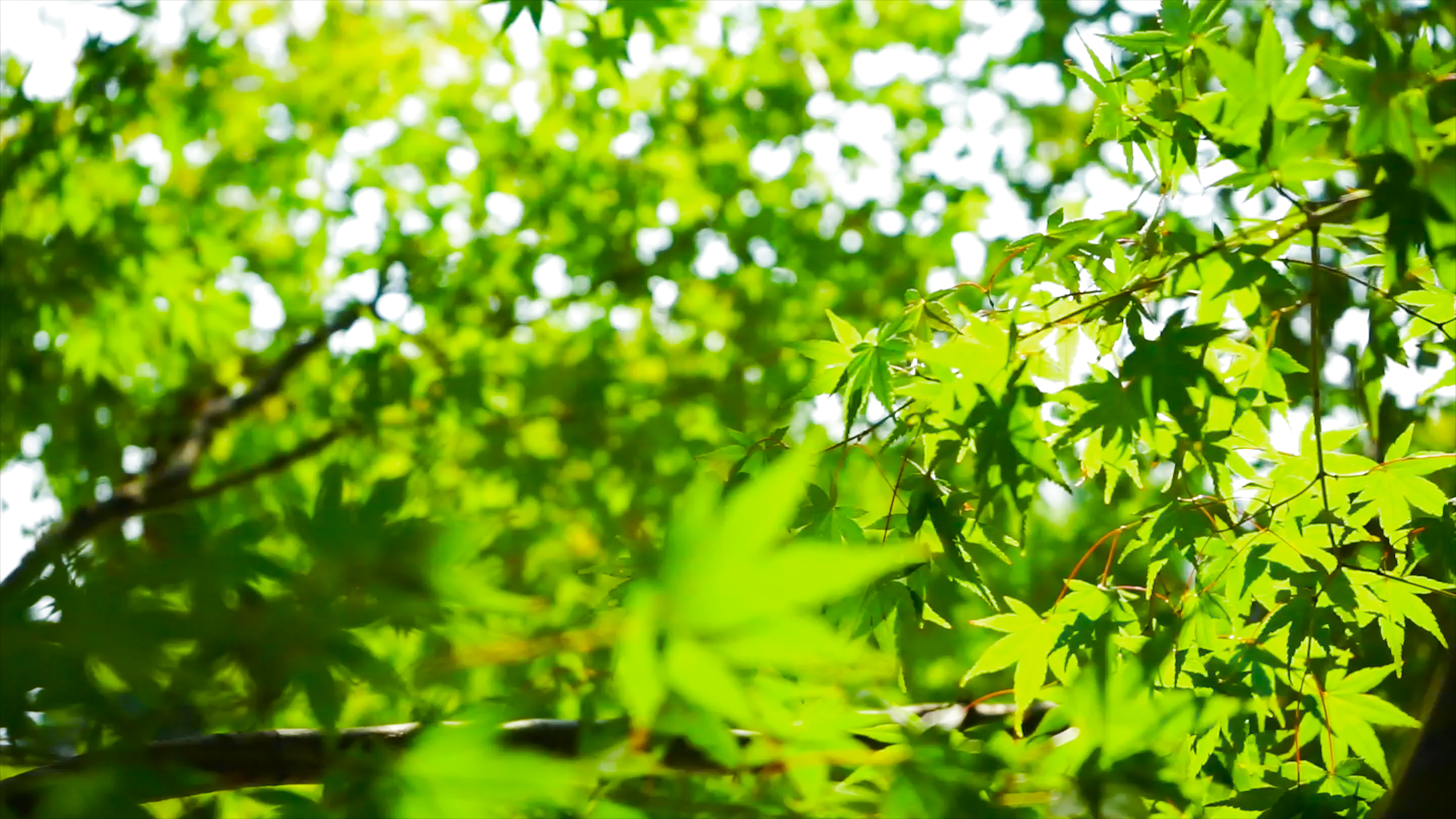 4K实拍绿色阳光自然风景树影枫树叶视频的预览图