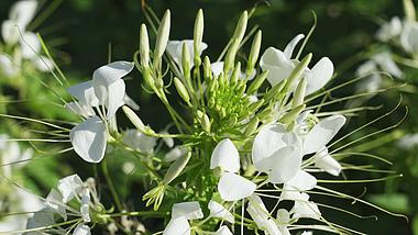 4k风中摇摆的白色丁香花朵植物风景实拍视频的预览图