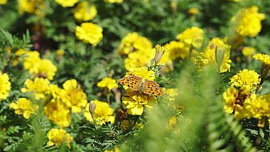 4k实拍蝴蝶在花丛中唯美空镜自然风光视频的预览图