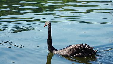 4k实拍湖水中游动的黑天鹅动物自然风光视频的预览图