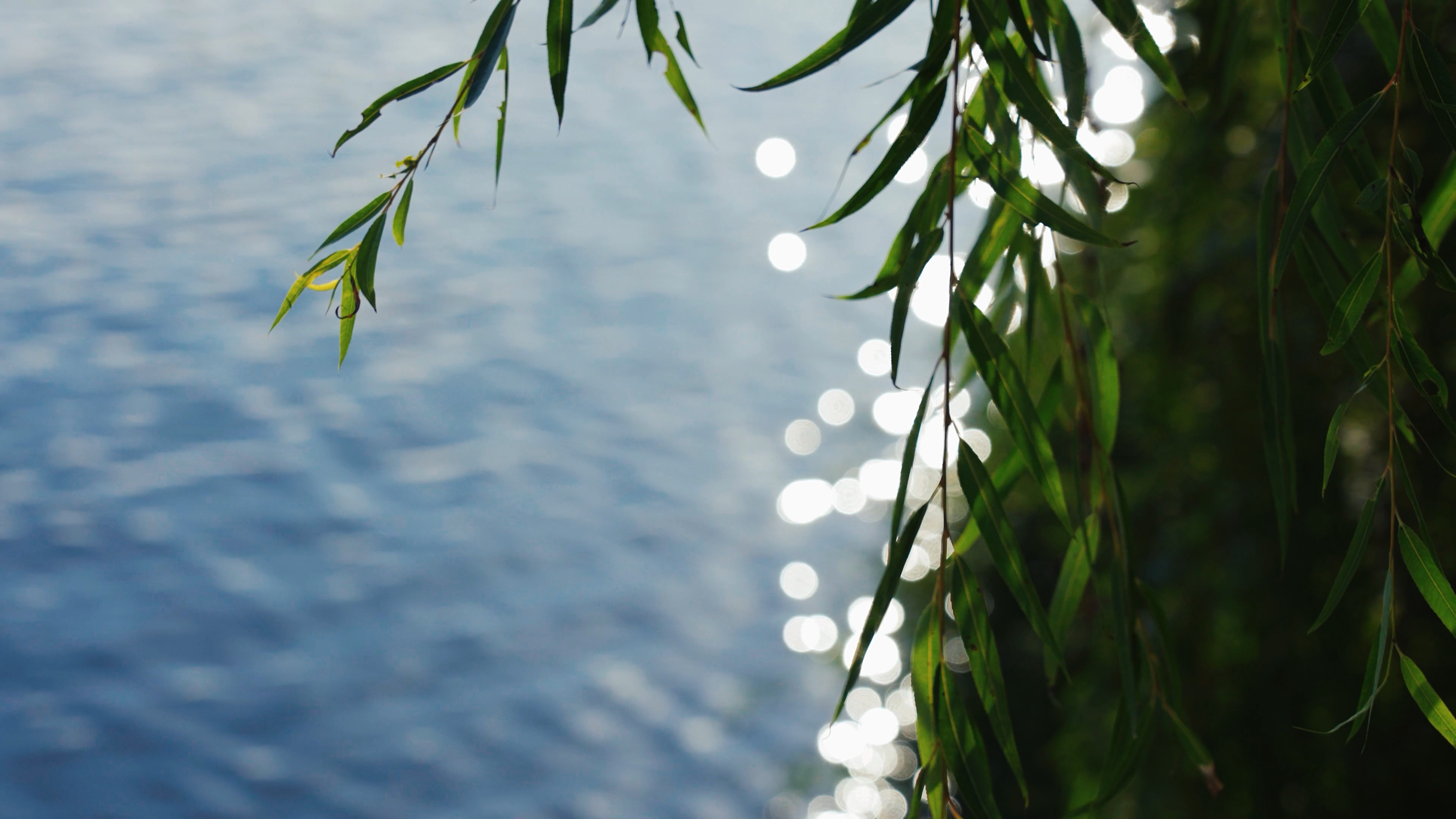 4k唯美湖边柳树树叶湖面波光粼粼空镜视频的预览图
