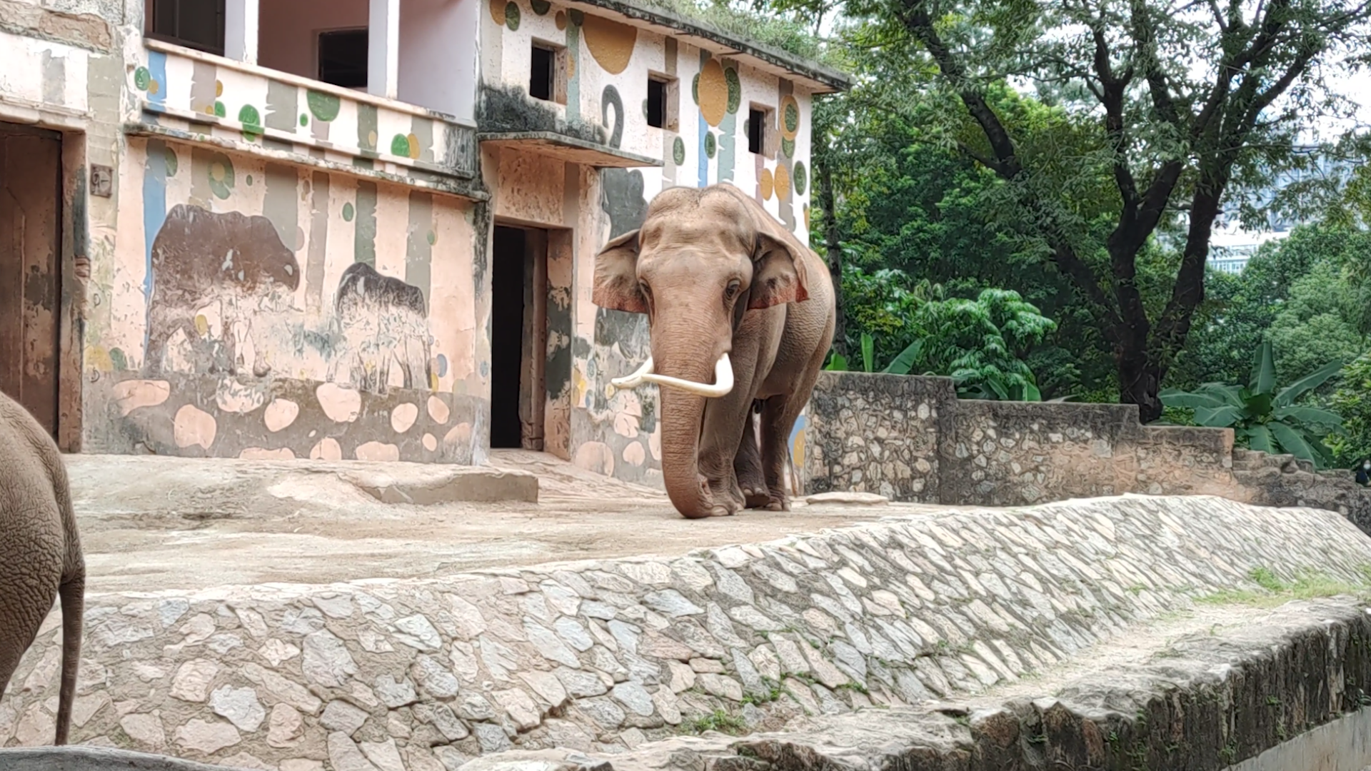4K动物园超长象牙大象走路实拍视频视频的预览图