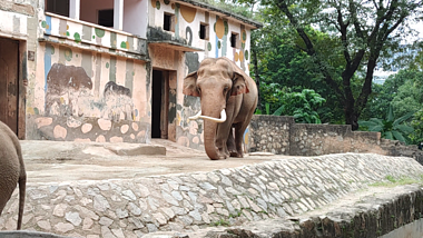 4K动物园超长象牙大象走路实拍视频视频的预览图