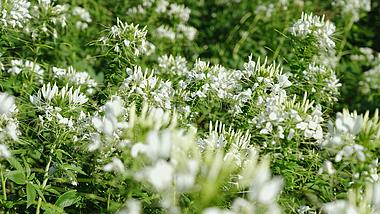 4k唯美自然白色丁香花朵植物风景空镜视频的预览图