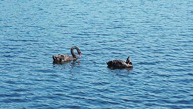 4k唯美黑天鹅在湖水中嬉戏动物自然风景视频的预览图