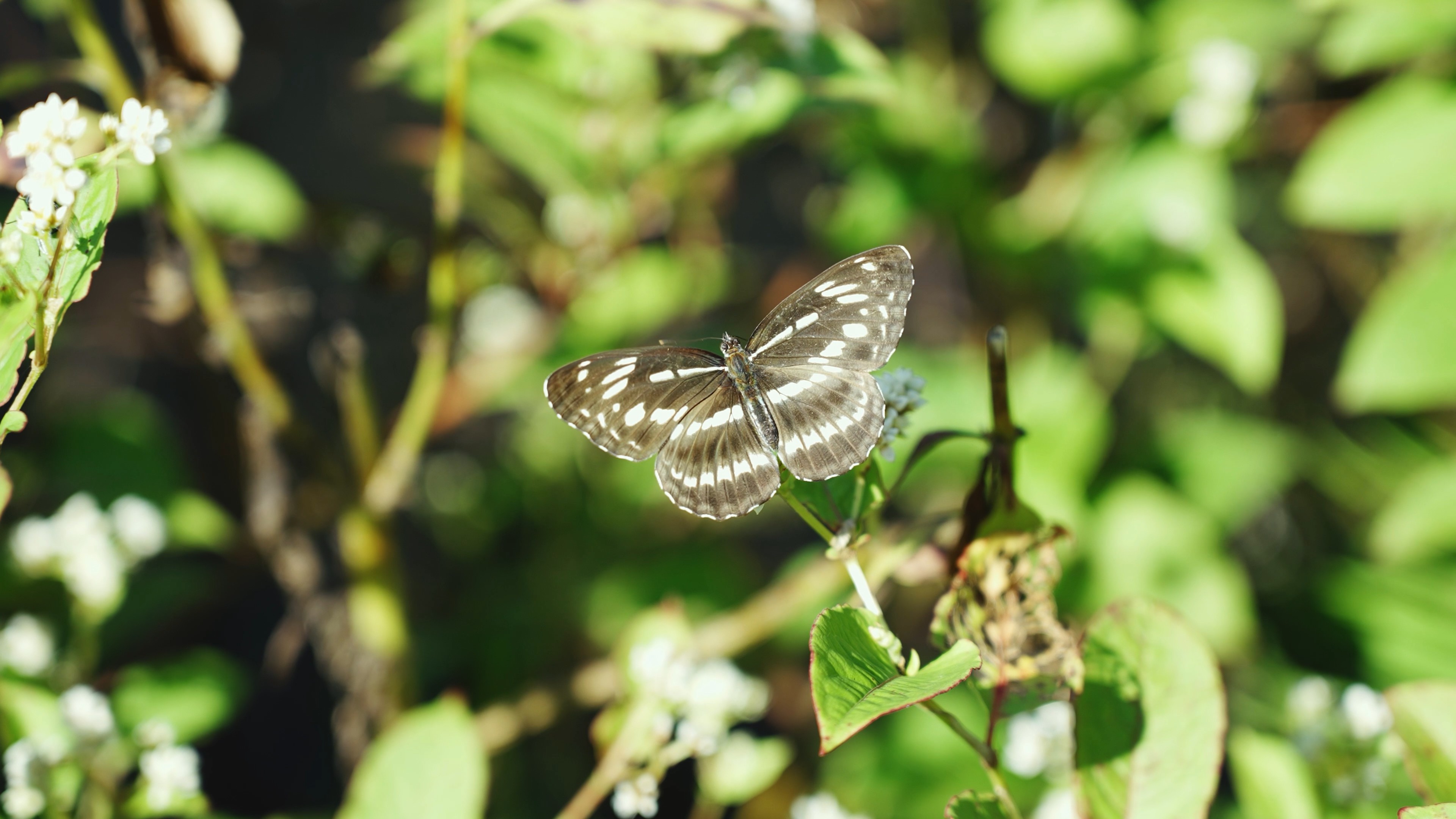 4k实拍花朵上的蝴蝶昆虫自然唯美风光视频的预览图