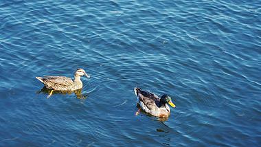 4k唯美湛蓝湖水中的鸭子实拍家禽动物视频的预览图