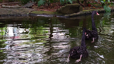 4K动物园黑天鹅近距离实拍视频视频的预览图
