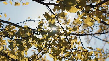 4k阳光透过银杏叶树叶实拍秋天风景视频的预览图