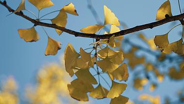 4k实拍金黄色银杏树叶植物自然风景空镜视频的预览图