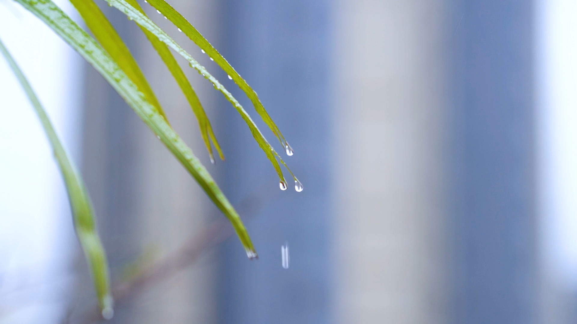 4k实拍意境雨天树叶上的雨滴滴落视频的预览图