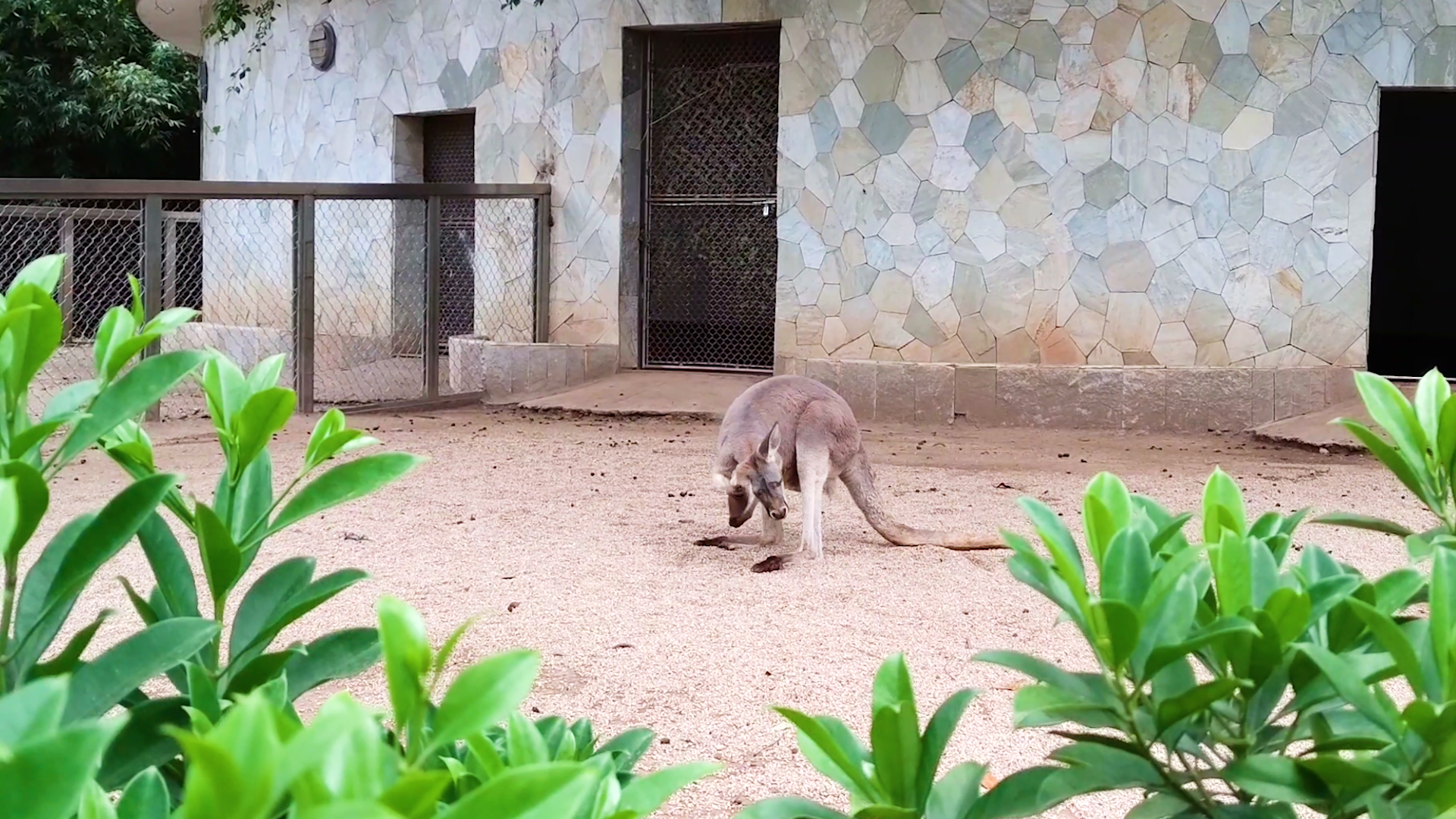 4K动物园袋鼠挠耳朵动作实拍视频视频的预览图
