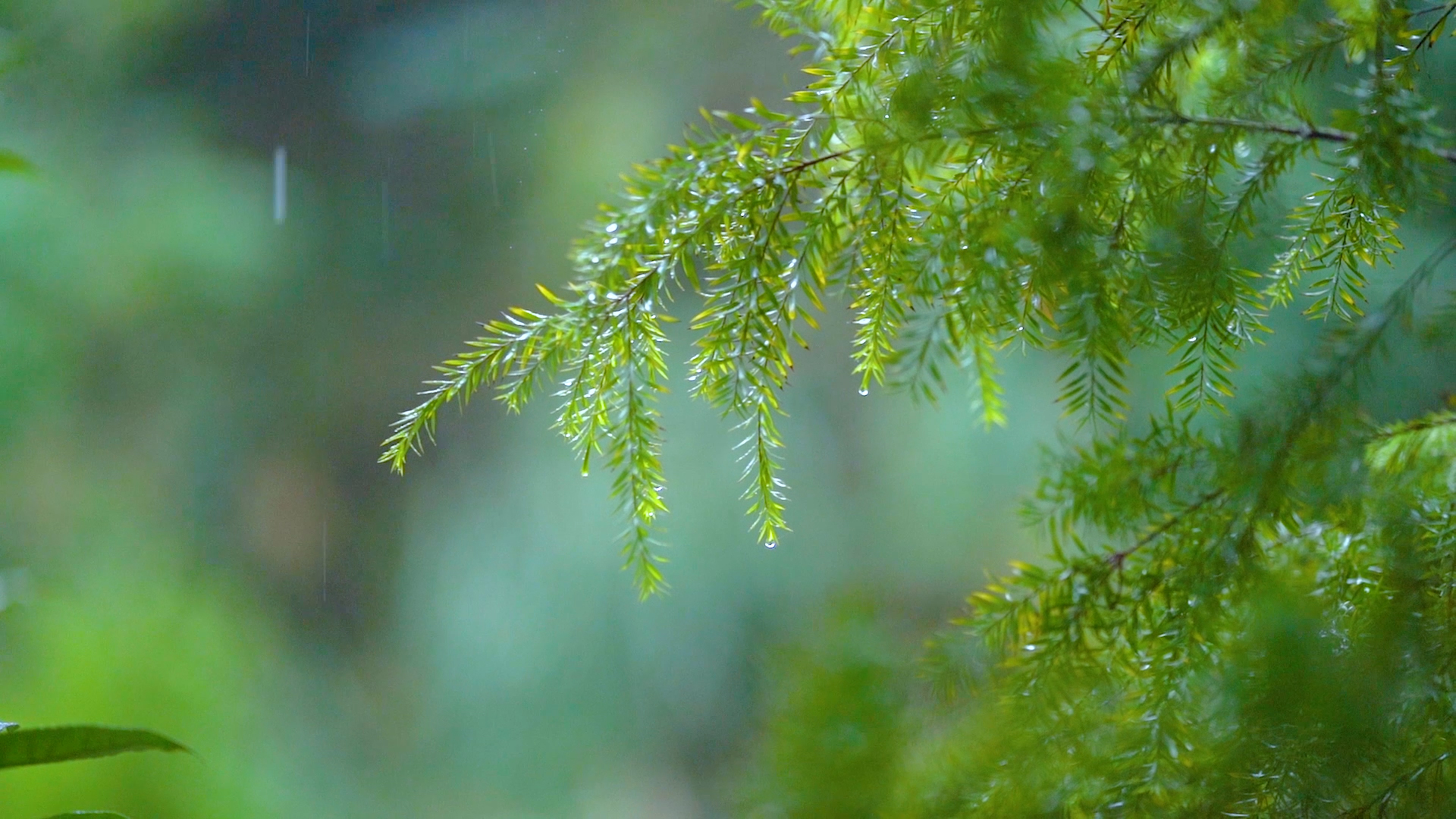 4k实拍唯美意境雨天的松杉视频的预览图