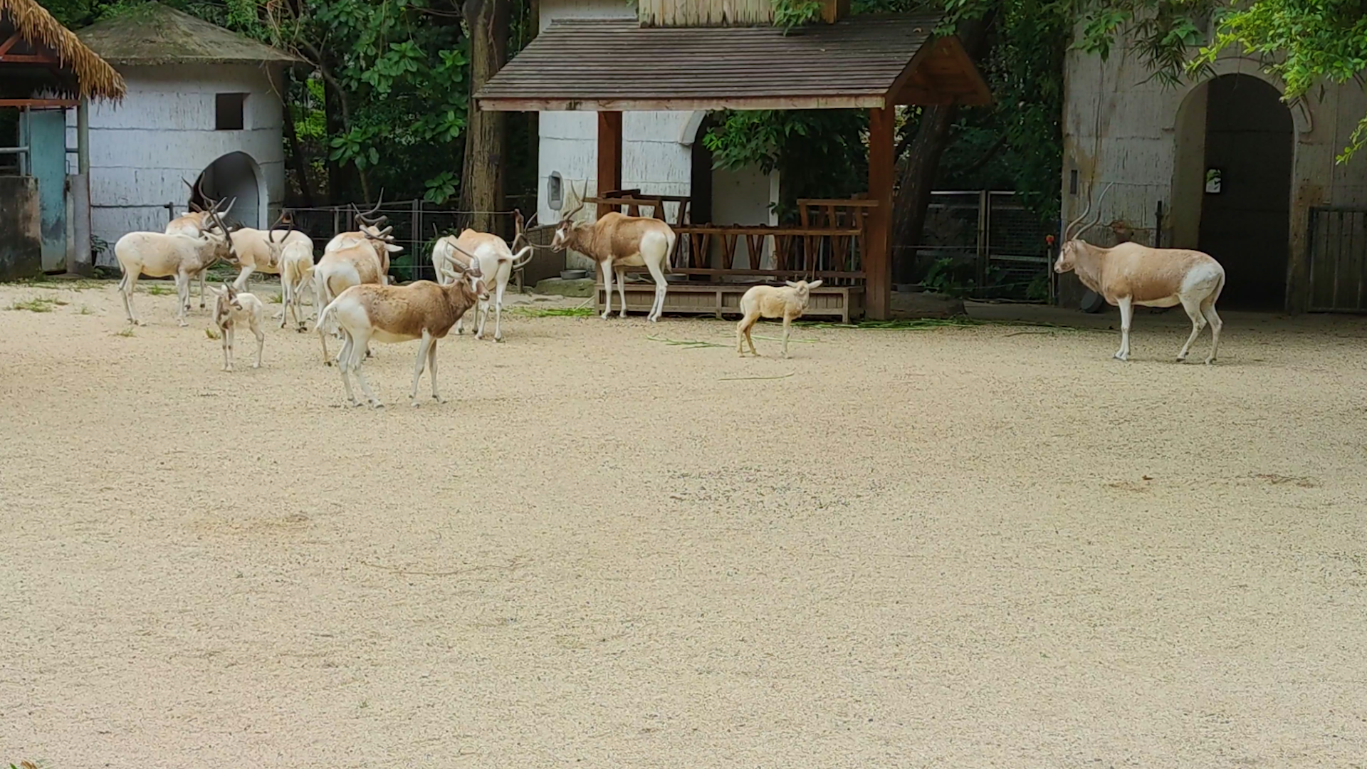 4K动物园旋角羚羊群实拍视频视频的预览图