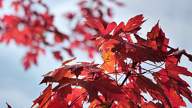 4K拍摄唯美红色枫叶秋天风景意境实拍视频的预览图