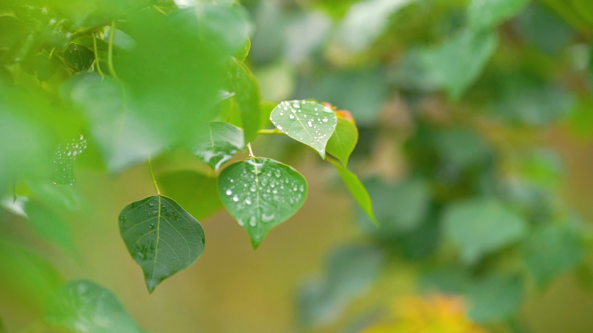 4k实拍雨天意境树叶上的雨滴风光视频的预览图