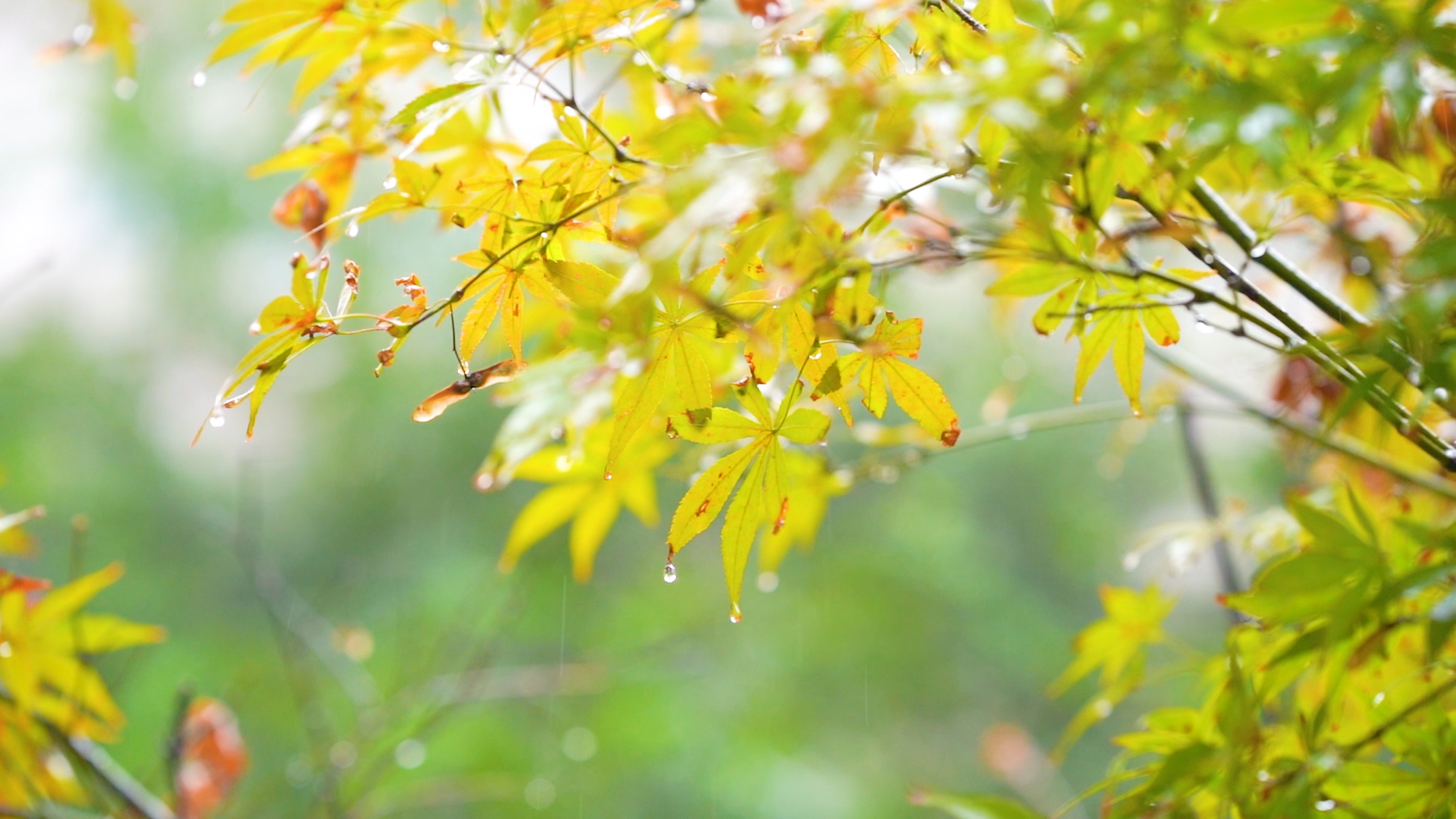 4k实拍唯美枫叶雨天意境风光视频的预览图
