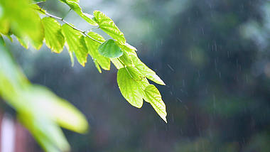 4k实拍唯美雨天雨水雨滴打在树叶视频的预览图