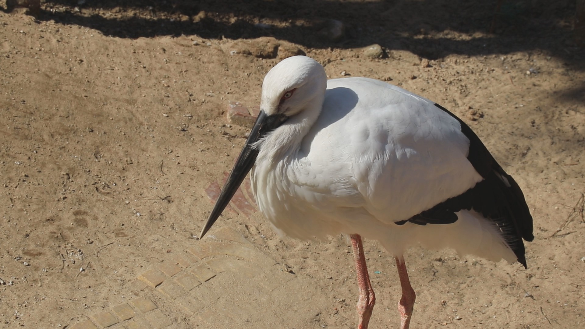 东方白鹳高清1080P鸟类动物视频视频的预览图