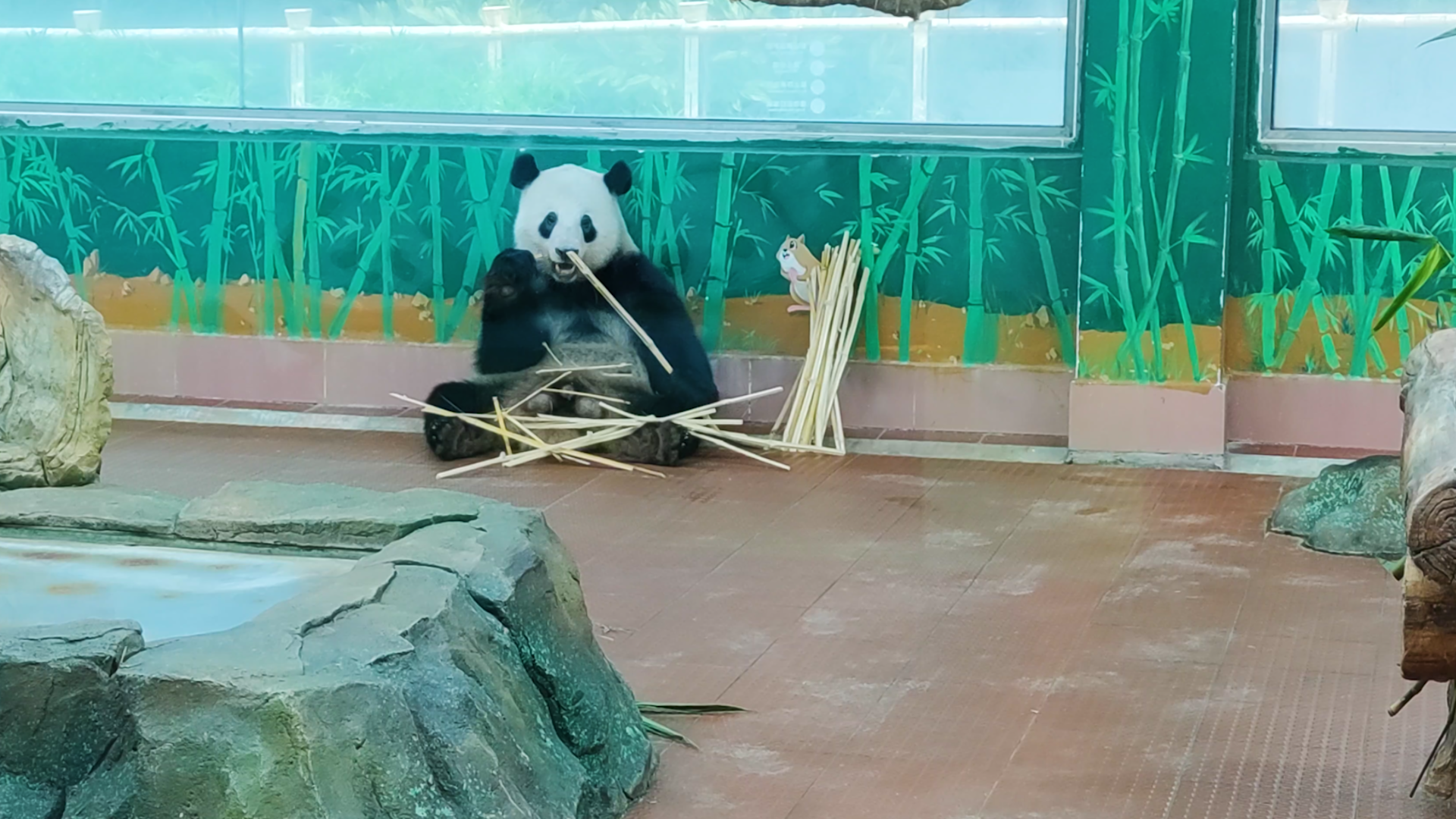 4K动物园国宝熊猫吃竹子实拍视频视频的预览图