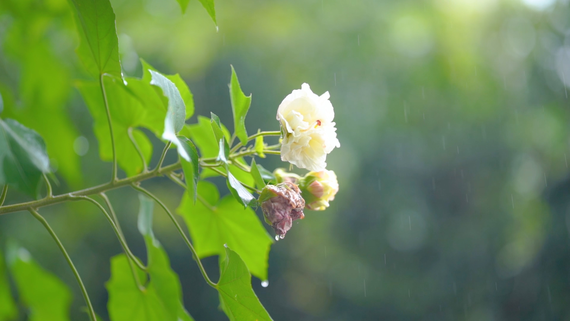 4k实拍唯美意境雨天下的梧桐花视频的预览图