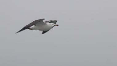海鸥高清1080P鸟类动物视频视频的预览图
