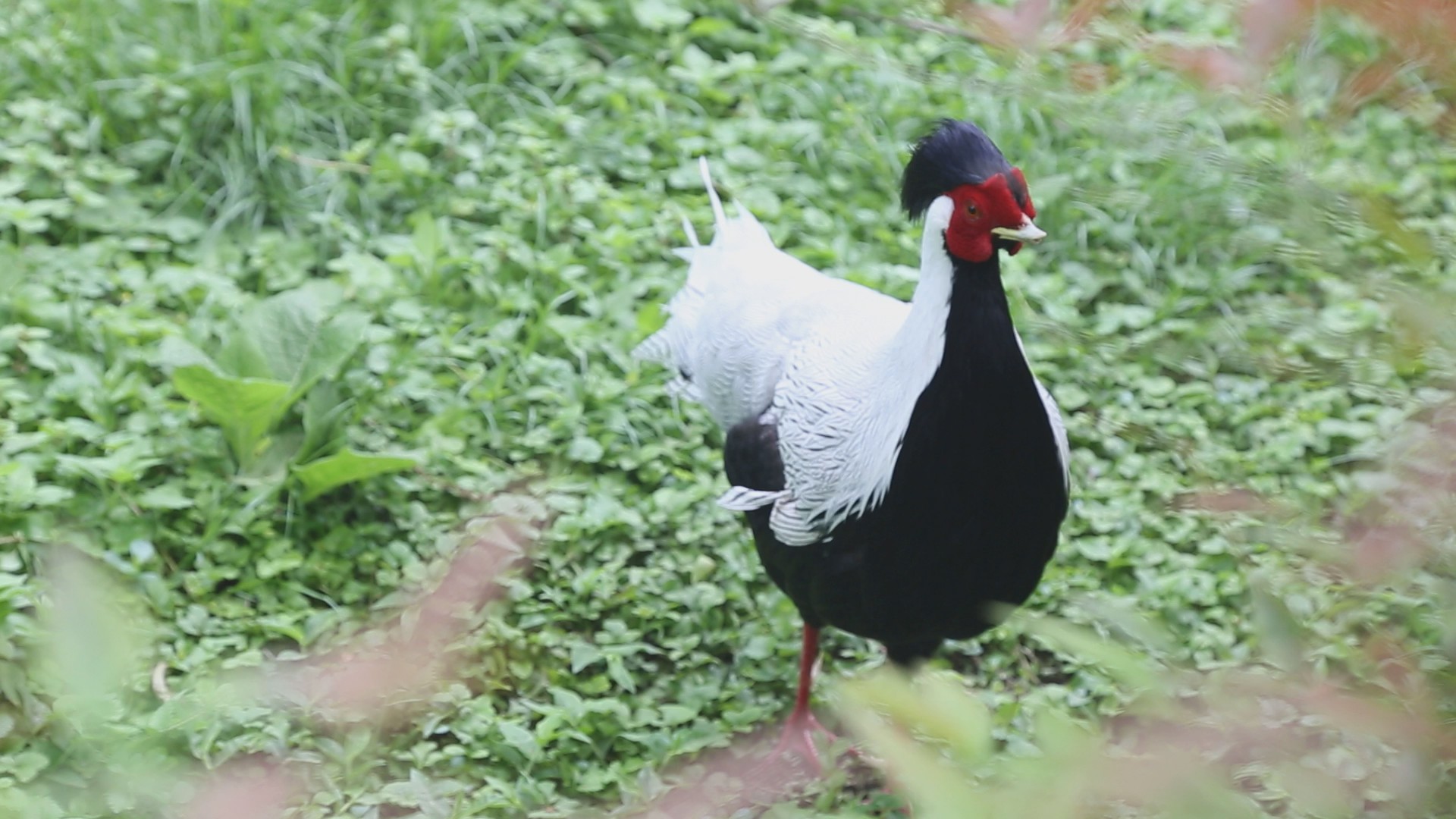 白鹇高清1080P鸟类动物视频视频的预览图