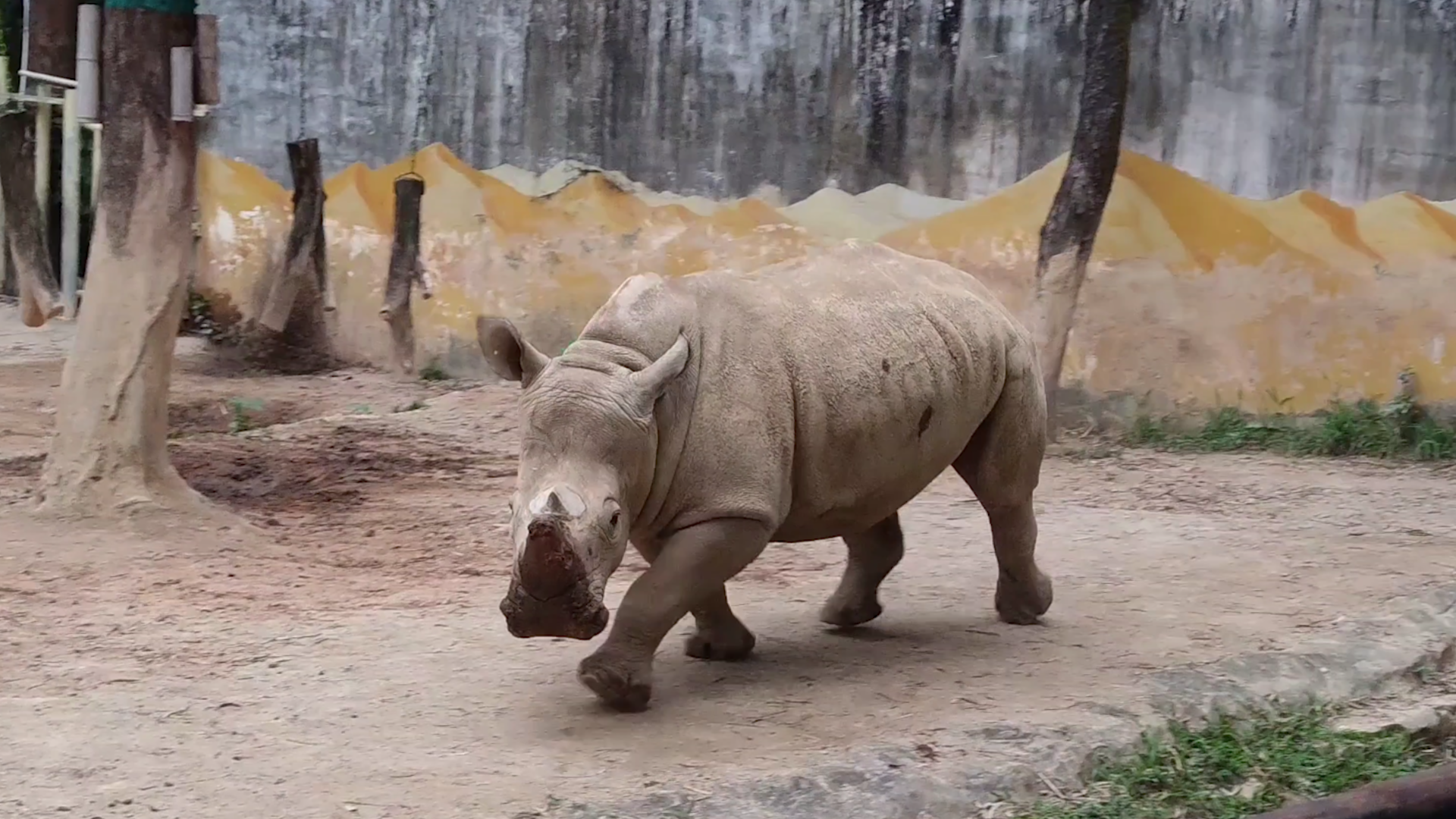 4K白犀牛跑来跑去蹭树皮实拍视频视频的预览图
