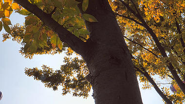 4K拍摄阳光透过大树树叶意境空境秋天风景视频的预览图