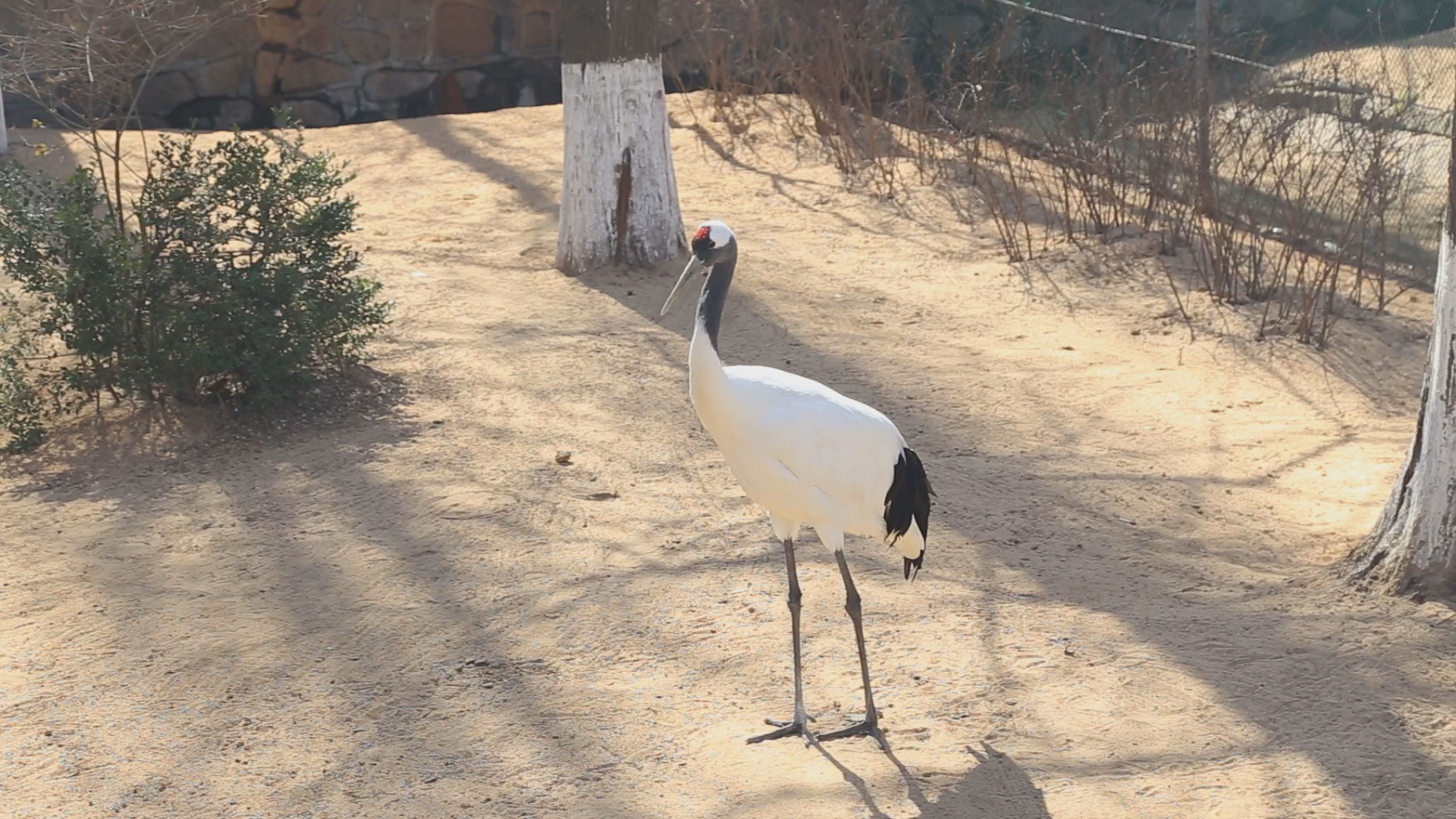 丹顶鹤高清1080P鸟类动物视频视频的预览图