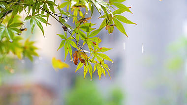 4k实拍唯美雨天小雨下的枫叶意境视频的预览图