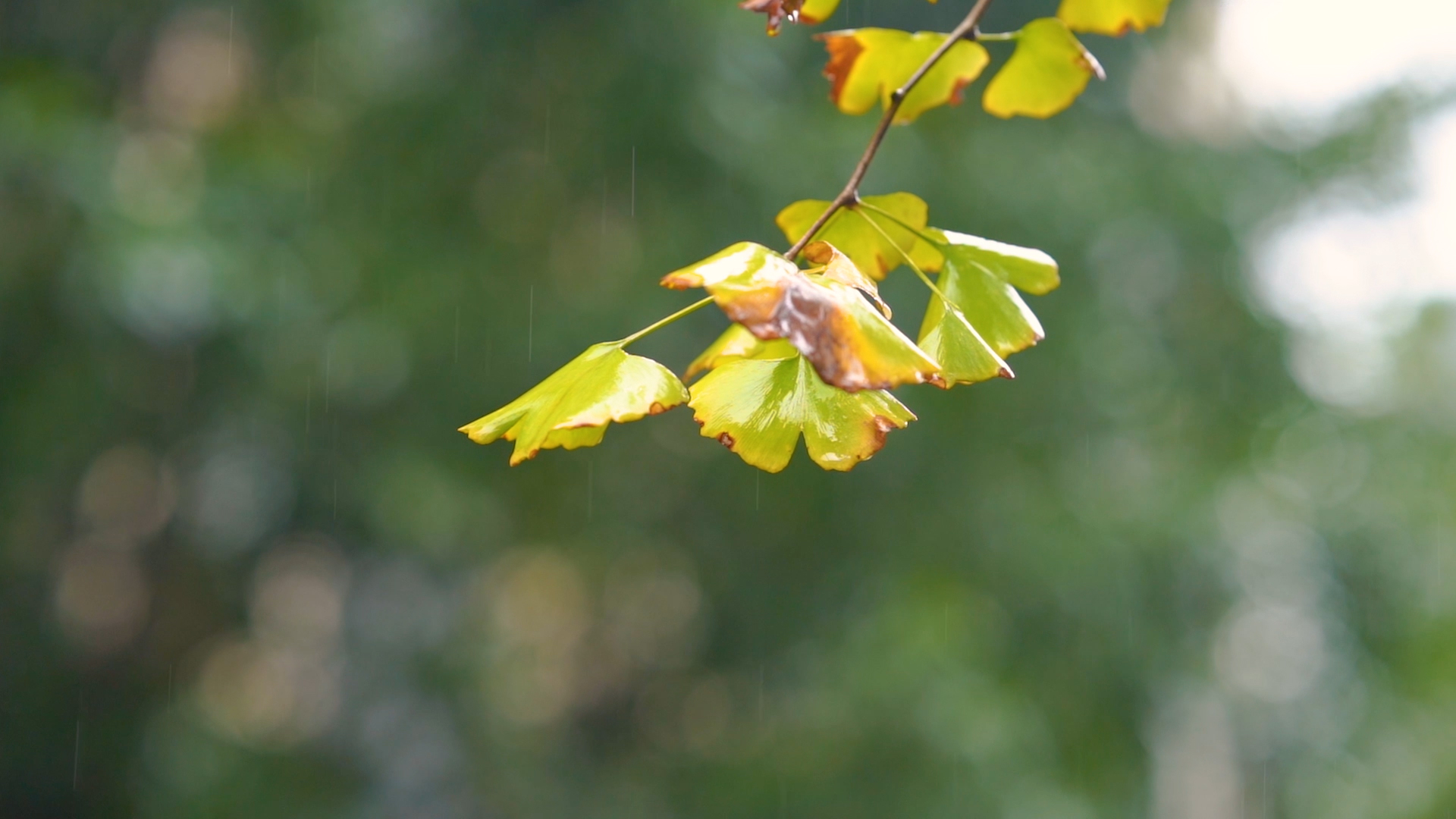 4k实拍唯美意境雨天的银杏视频的预览图