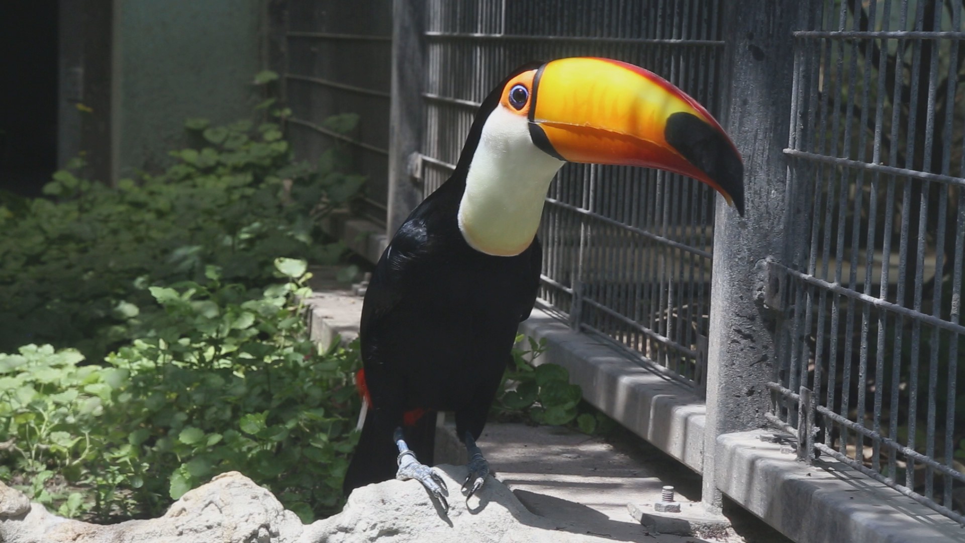 鞭笞鵎鵼高清1080P鸟类动物视频视频的预览图