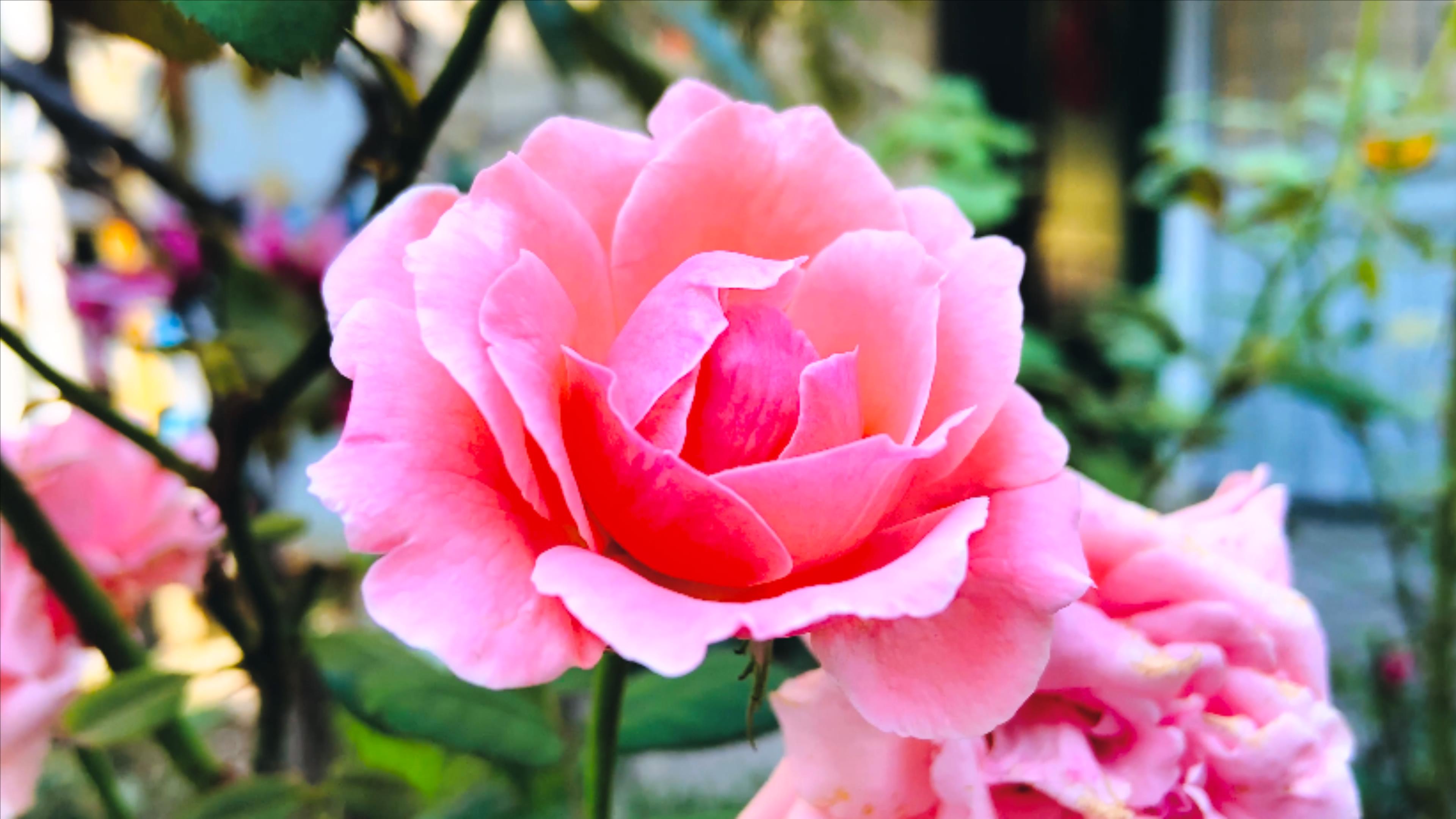 4K实拍粉色玫瑰花花朵视频的预览图