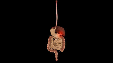 3D肠胃肝脏医疗素材透明通道视频素材视频的预览图